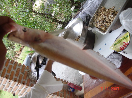 ตัวนี้ก็กิน SKITTER POP กะเค้าด้วย