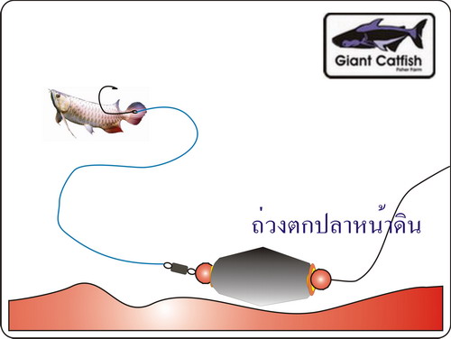 โมตะกั่วล่อปลาล่าเหยื่อ