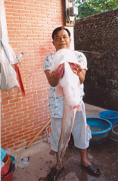 มาอีกแล้ว!!!!! ปลาเค้า ที่ปราจีนบุรี