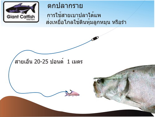 ตกปลากรายยังไงดี