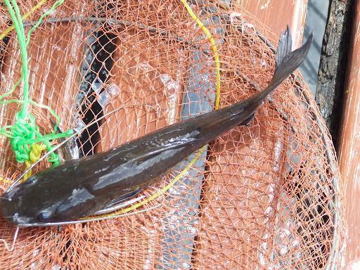 วันสบายๆกับทีมTrue Fishing ณ แพนันทนาเขื่อนศรี