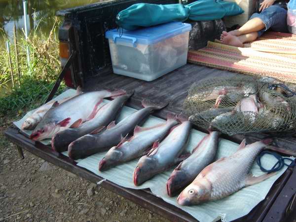 เรือนแพ fishing ใน วันเพ็ญเดือนสิบสอง