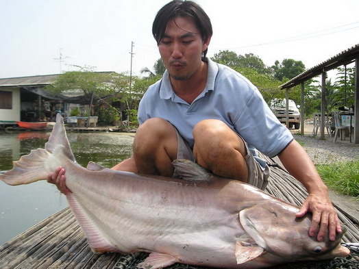 **ไม่มี...เหงาบ่อนิวหนองบัว 1 **