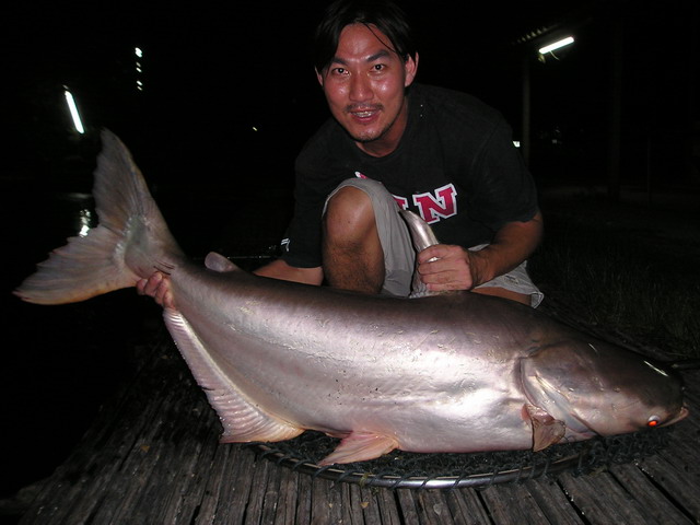 **ไม่มี...เหงาบ่อนิวหนองบัว 1 **