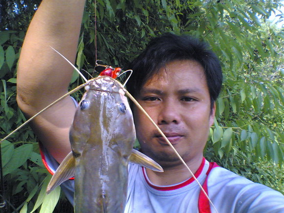 ตีปลาช่อนแต่ได้ปลากด
