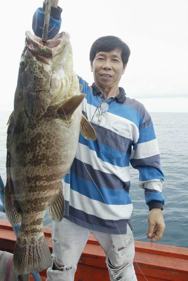 ปลาเก๋ายักษ์ ที่สตูล หมายหินแพร