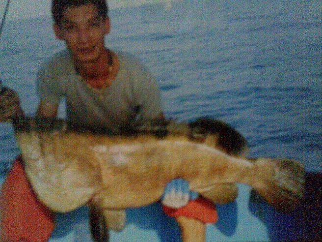 ปลาเก๋า..ยักษ์...