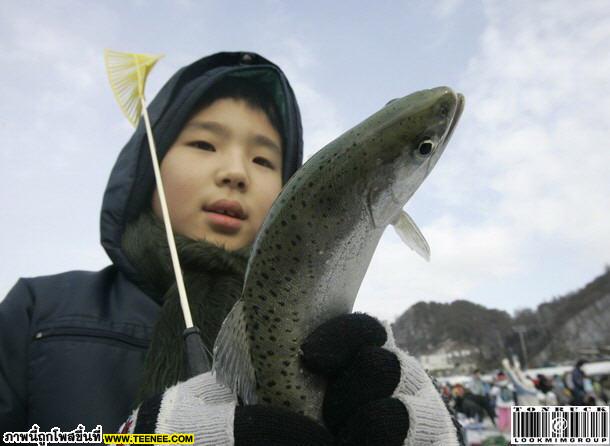 มหกรรมตกปลาใต้น้ำแข็งที่เกาหลี