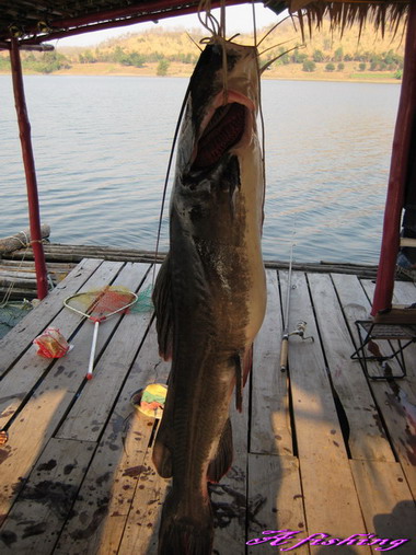 กดคัง RUDI  22.35 กิโล   Perfect fishing Trip