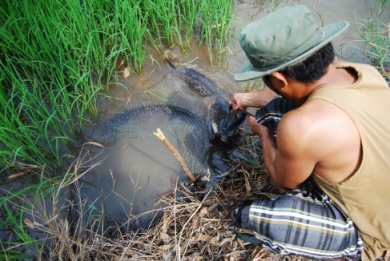 ชะโดไม่ใหญ่