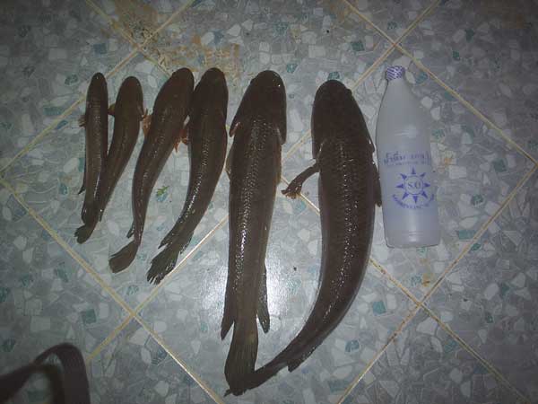 ตกปลาช่อนหลังเลิกงาน