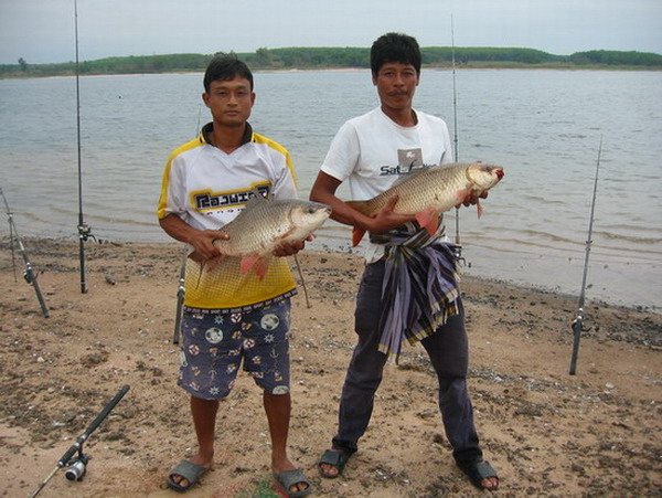 ยี่สก..มาเป็นคู่ๆ (ที่นี้...ประเทศไทย อ่างดอกกราย)