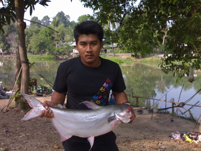 ปลาเทโพแม่น้ำน้อย....โดยเฟิร์สท่าข้าม