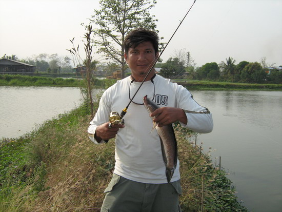 ปลาช่อนเพชรบูรณ์