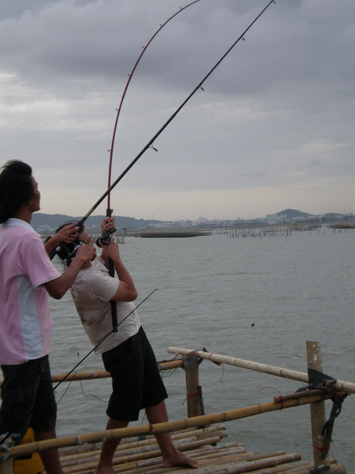 สนใจเย่อปลากระเบน ติดต่อหนึ่ง..fishing club