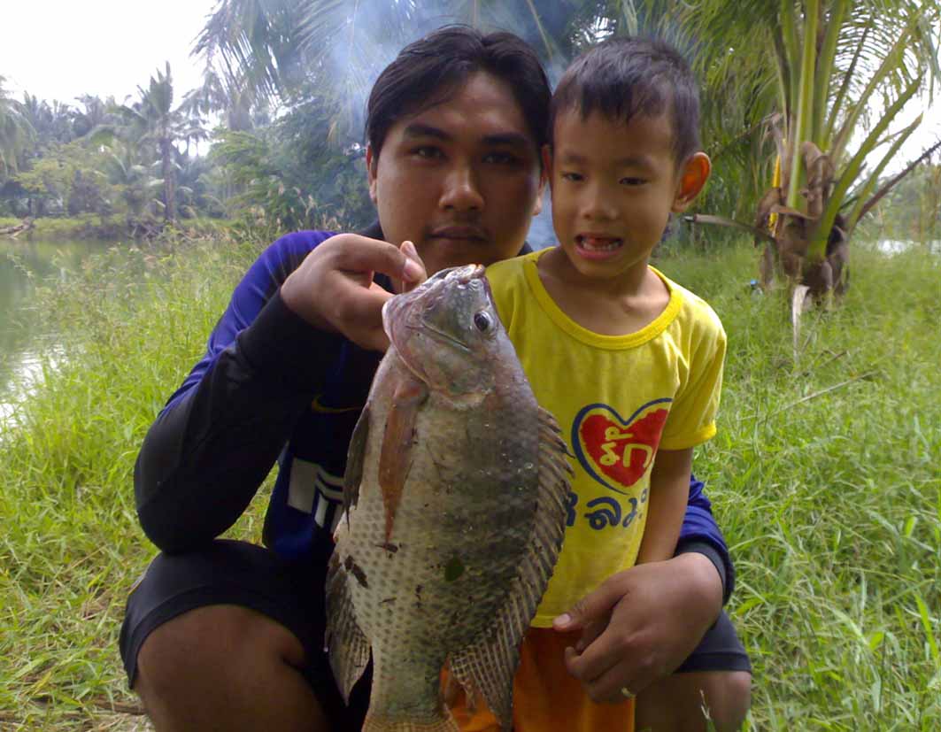 ปลานิลประเวศ