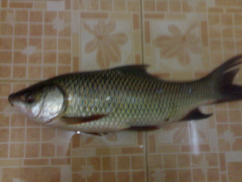 หมายเดิม บางเลน นครปฐม