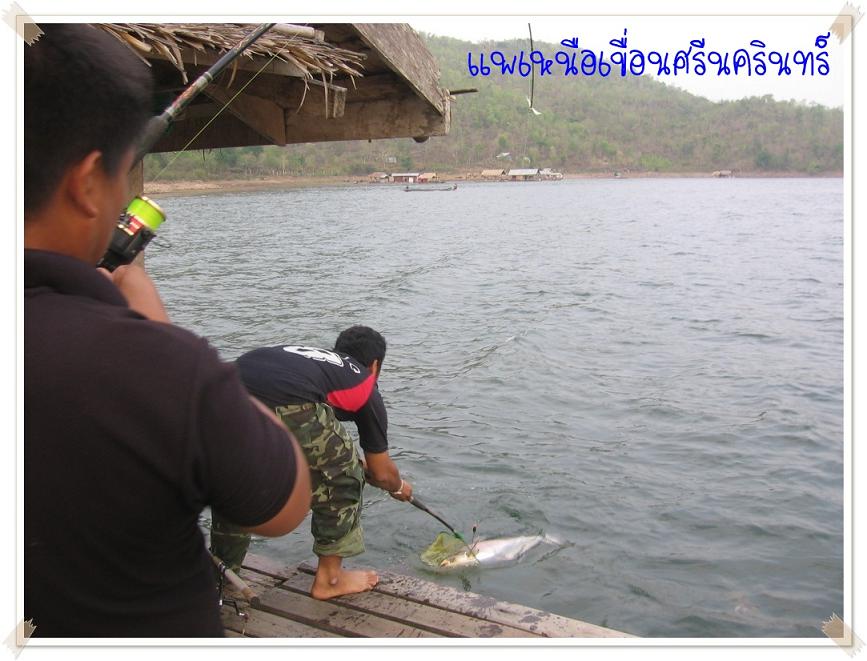มา 3 ได้ 4 ที่แพวันทนีย์ เหนือเขื่อนศรีฯ
