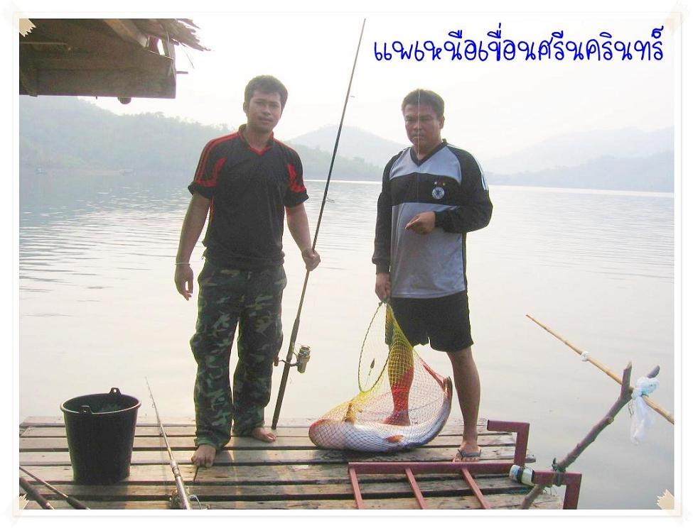 มา 3 ได้ 4 ที่แพวันทนีย์ เหนือเขื่อนศรีฯ