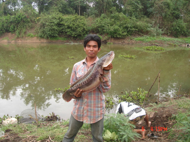 ชะโด บางไผ่ 2 ทีมงานก้างปลา fishing