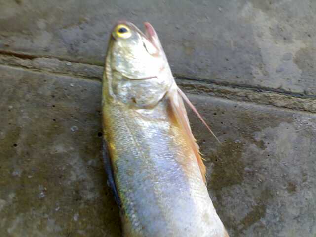 ตก ส่งๆ ทีสาขา
