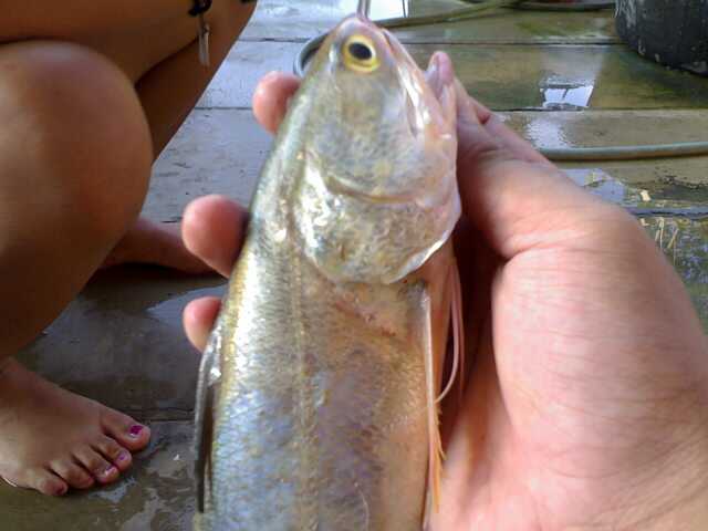 ตก ส่งๆ ทีสาขา