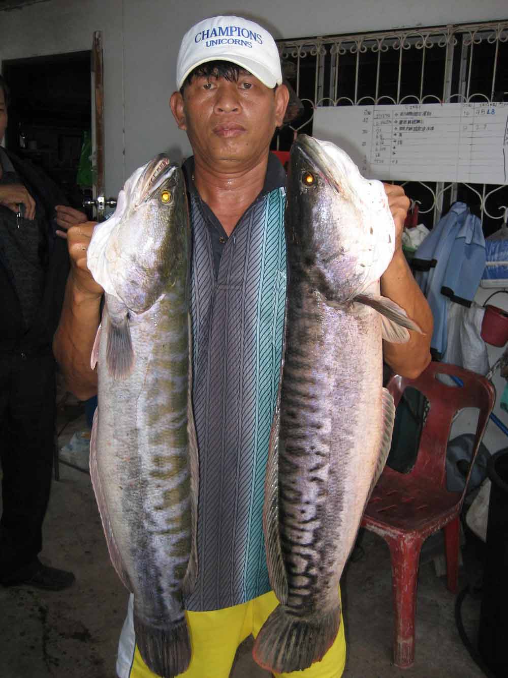 ปลาชะโดหมายปราจีนบุรี