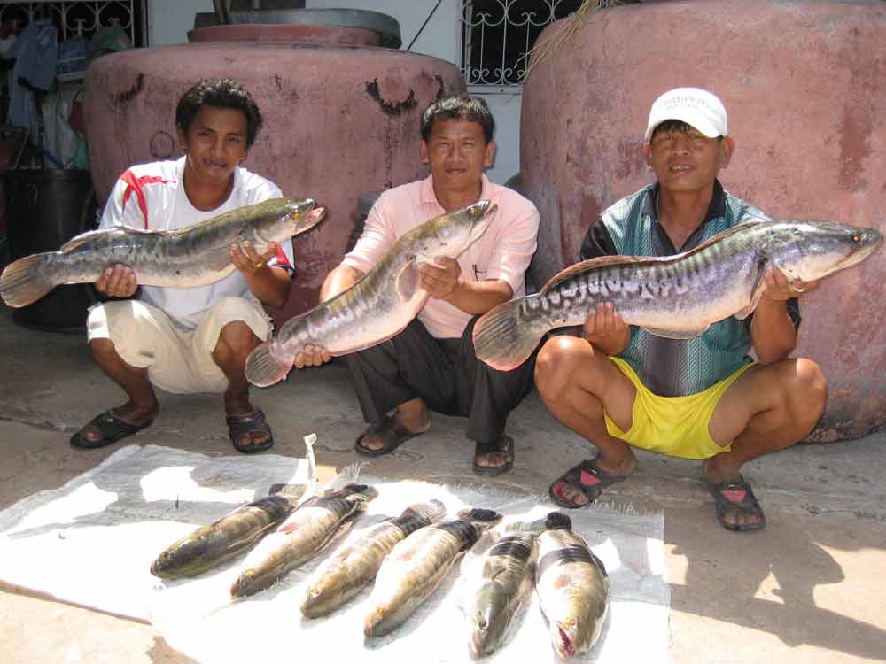 ปลาชะโดหมายปราจีนบุรี