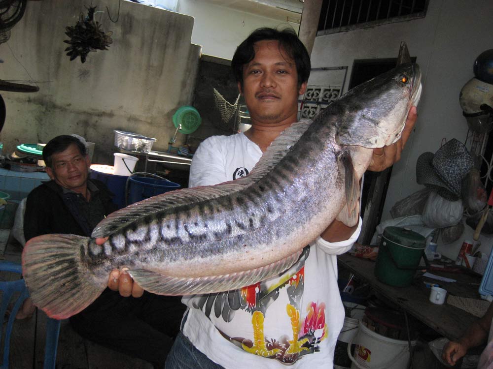 ปลาชะโดหมายปราจีนบุรี