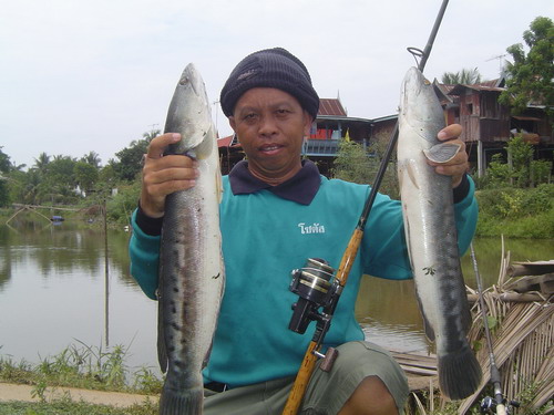 เมื่อเซียนปลากราย...ไปตกชะโด...