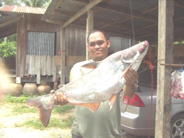 ทริบแม่นำป่าสัก....เฝ้าสองวัน....แก่งคอย.....หระรี