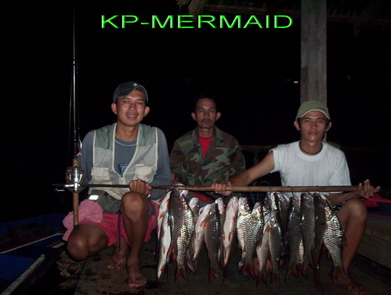 ชะโด/กระสูบ/ยี่สก....ที่แพ kp mermaid