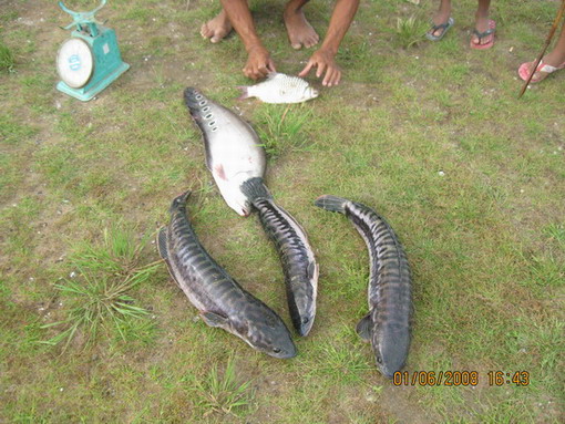 น้ำขึ้น-เรือมา-ปลาก็เข้า  (ที่นี้..ประเทศไทย)