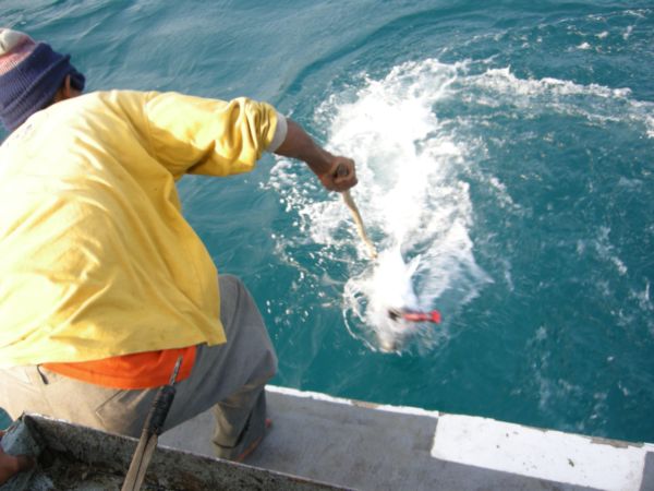 GT Giant Trevally - บีนัวงัน - Indonesia