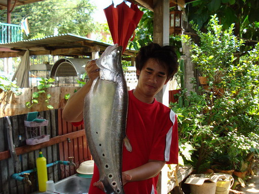 ปรายกรายกลายเป็นปลากรายครับผม