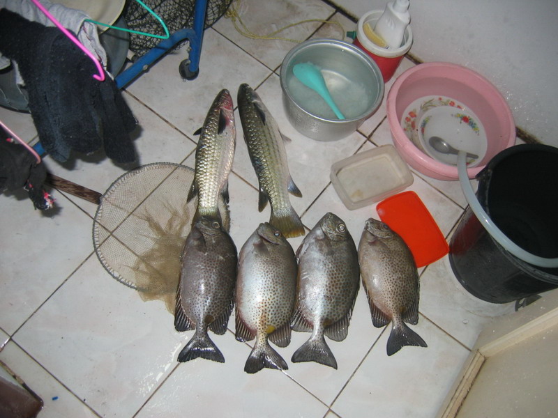 ปลาทะเลกินรำ อิอิเก่าเก็บ