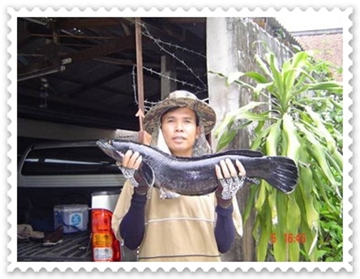 ชะโดตัวที่สอง-สามมาแล้วจ้า