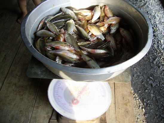 บิ๊กหวายที่สระบุรี