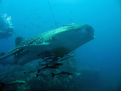 Whale sharks are getting smaller.