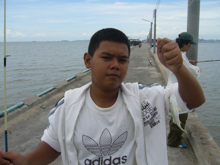 *** ฝูง ลิ้นหมา ที่พัทยา ***