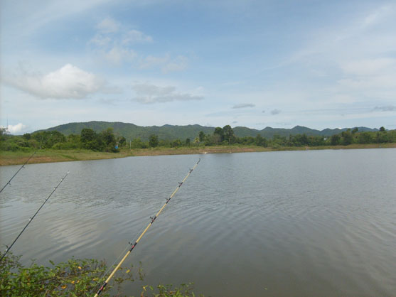 ปลารวมยี่สก อ่างด่านทับตะโก ราชบุรี