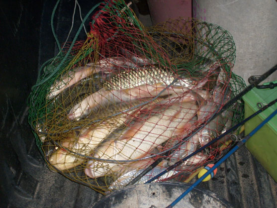 ปลารวมยี่สก อ่างด่านทับตะโก ราชบุรี