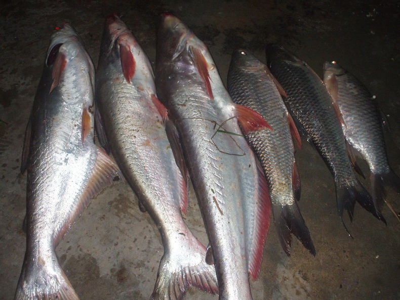 นิวปลาทูทอง จอหอ โคราช