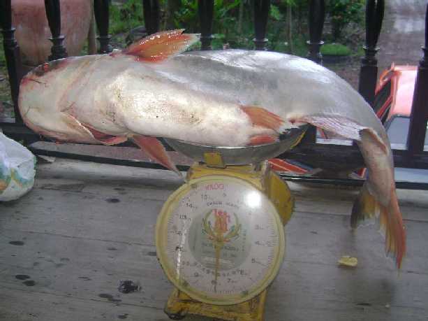 ทุ่งแม่ระวิง