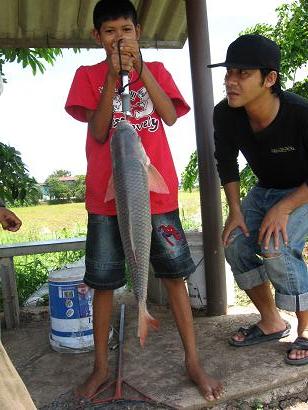 หายากที่เสนา  บึงบึก