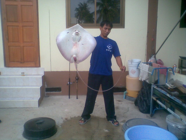 กระเบนเกาะสมุย(แต่พายเรือออกไปตกนะ)