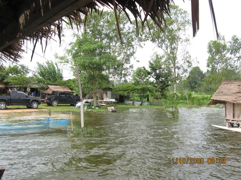น้ำท่วม..ที่นี้..ประเทศไทย (ดอกกราย)