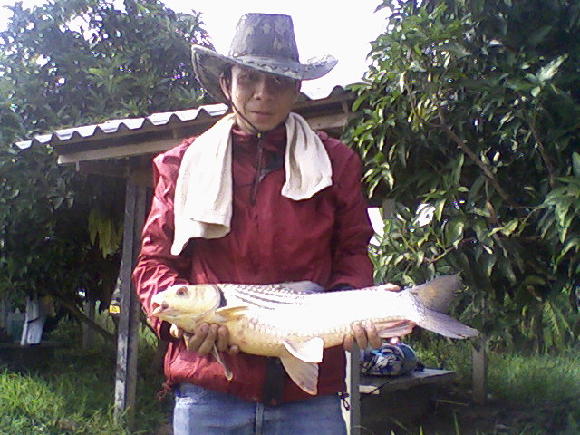 ปลายี่สกไทยบ่อกัปตัน