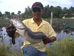 หลังน้ำลด....พี่หนึ่ง..หมูกรอบ