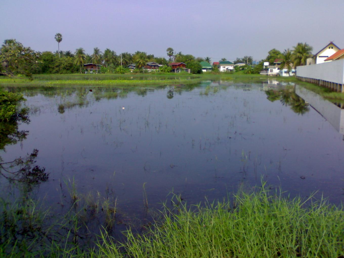 รองดู